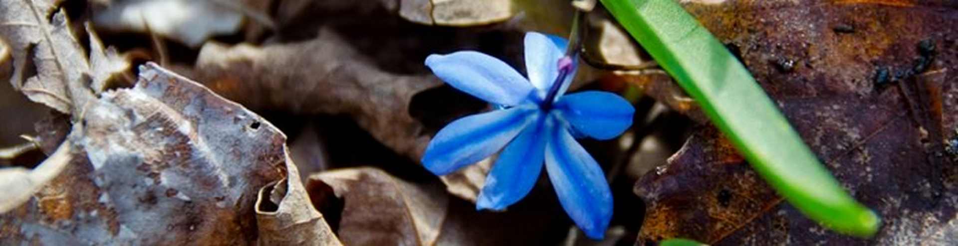 blue-flower.jpg - 65.93 kB